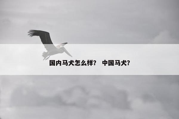 国内马犬怎么样？ 中国马犬？
