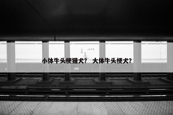 小体牛头梗猎犬？ 大体牛头梗犬？