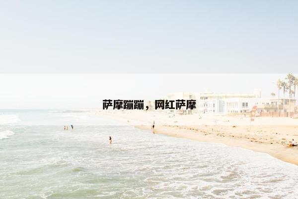 萨摩蹦蹦，网红萨摩