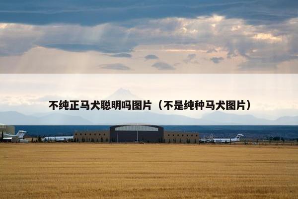 不纯正马犬聪明吗图片（不是纯种马犬图片）