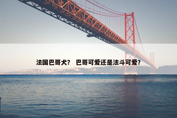 法国巴哥犬? 巴哥可爱还是法斗可爱?