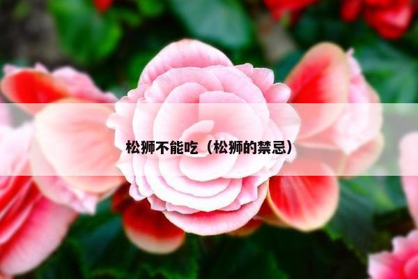 松狮不能吃（松狮的禁忌）