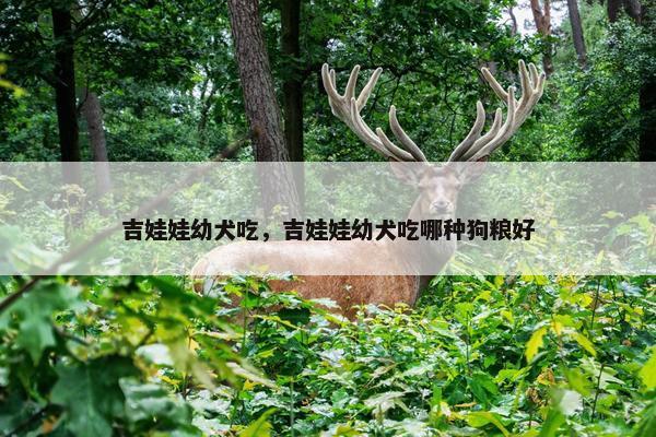 吉娃娃幼犬吃，吉娃娃幼犬吃哪种狗粮好