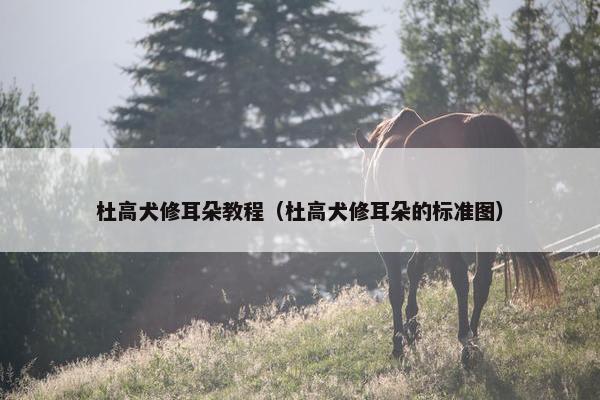 杜高犬修耳朵教程(杜高犬修耳朵的标准图)