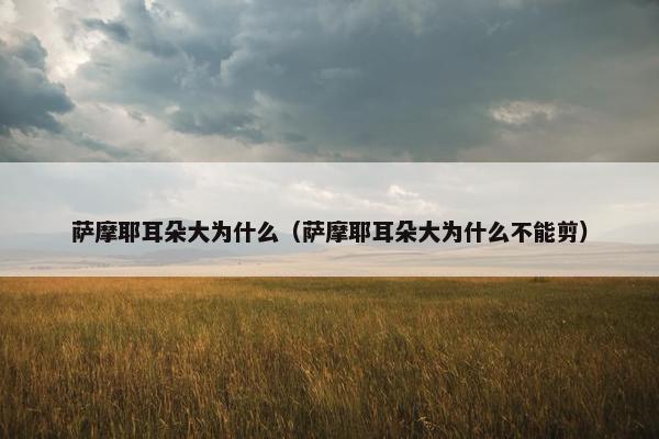 萨摩耶耳朵大为什么（萨摩耶耳朵大为什么不能剪）