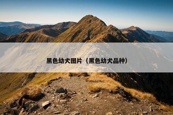 黑色幼犬图片（黑色幼犬品种）