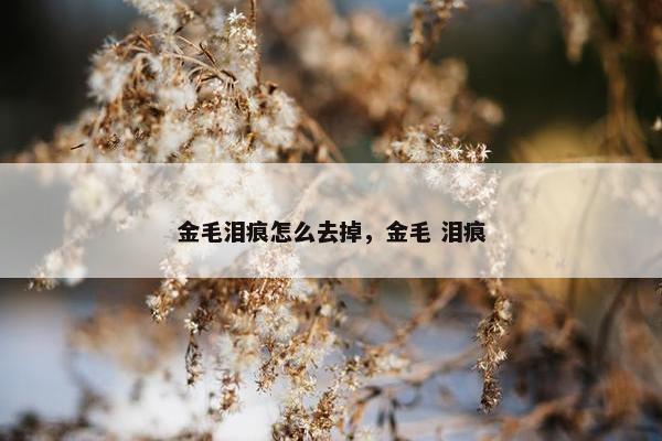 金毛泪痕怎么去掉，金毛 泪痕