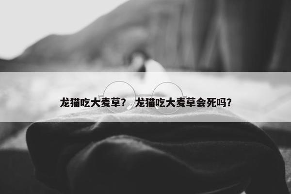 龙猫吃大麦草？ 龙猫吃大麦草会死吗？