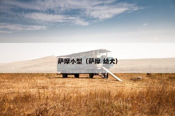 萨摩小型（萨摩 幼犬）