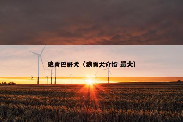 狼青巴哥犬（狼青犬介绍 最大）