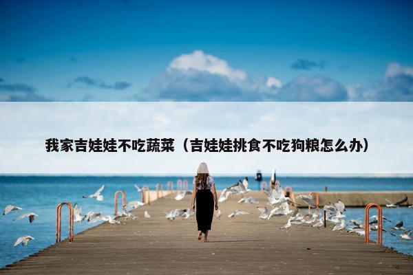 我家吉娃娃不吃蔬菜（吉娃娃挑食不吃狗粮怎么办）