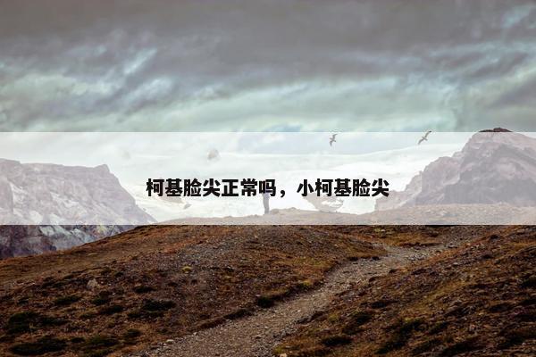 柯基脸尖正常吗，小柯基脸尖