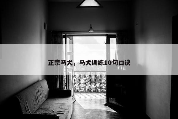 正宗马犬，马犬训练10句口诀