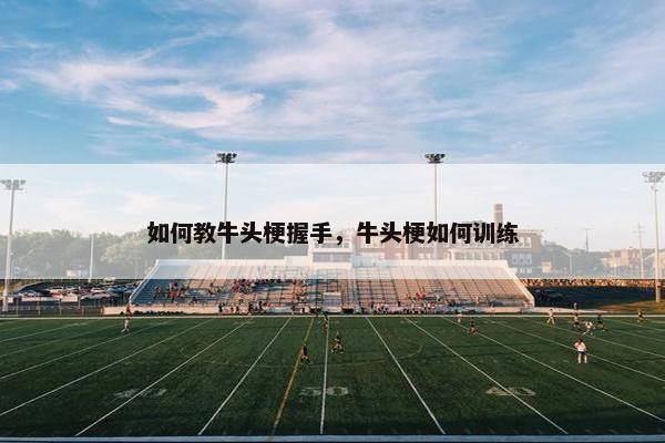 如何教牛头梗握手,牛头梗如何训练