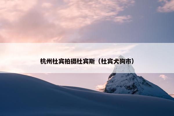杭州杜宾拍摄杜宾斯（杜宾犬狗市）