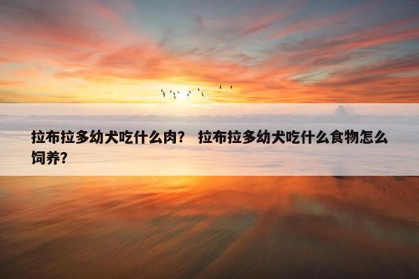 拉布拉多幼犬吃什么肉？ 拉布拉多幼犬吃什么食物怎么饲养？