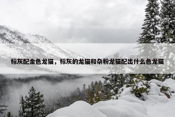 标灰配金色龙猫，标灰的龙猫和杂粉龙猫配出什么色龙猫