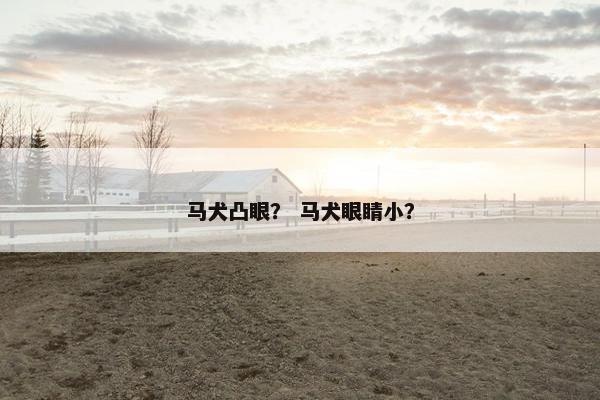马犬凸眼？ 马犬眼睛小？
