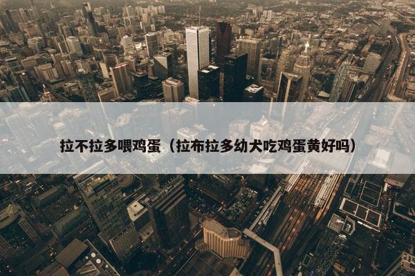 拉不拉多喂鸡蛋（拉布拉多幼犬吃鸡蛋黄好吗）