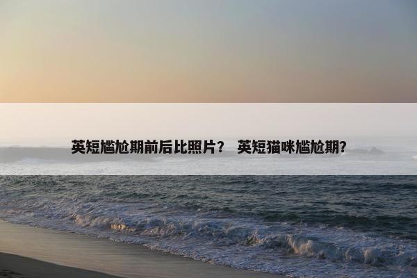 英短尴尬期前后比照片？ 英短猫咪尴尬期？