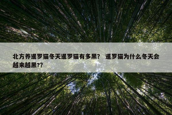 北方养暹罗猫冬天暹罗猫有多黑？ 暹罗猫为什么冬天会越来越黑?？