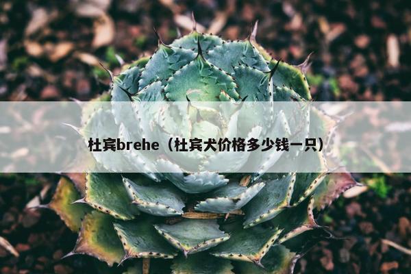 杜宾brehe（杜宾犬价格多少钱一只）