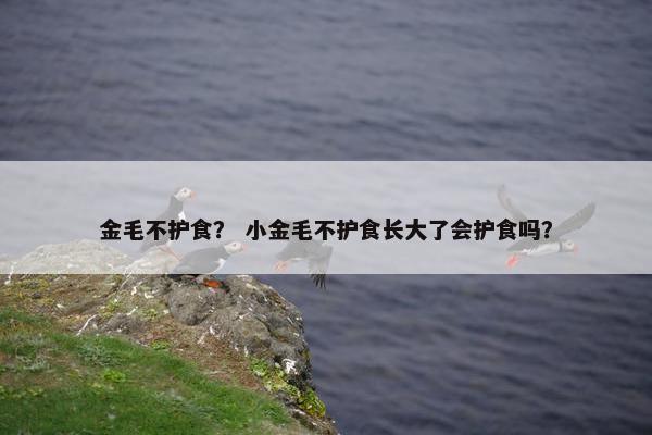 金毛不护食？ 小金毛不护食长大了会护食吗？