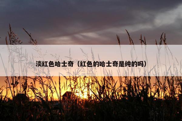 淡红色哈士奇（红色的哈士奇是纯的吗）