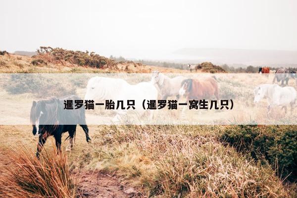 暹罗猫一胎几只（暹罗猫一窝生几只）