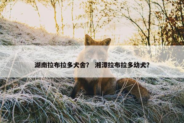 湖南拉布拉多犬舍？ 湘潭拉布拉多幼犬？
