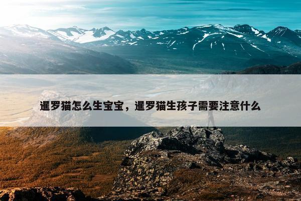 暹罗猫怎么生宝宝，暹罗猫生孩子需要注意什么
