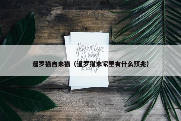 暹罗猫自来猫（暹罗猫来家里有什么预兆）