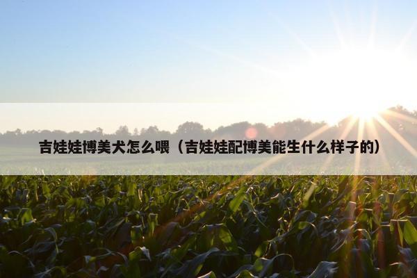 吉娃娃博美犬怎么喂（吉娃娃配博美能生什么样子的）