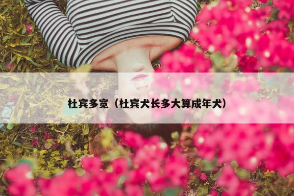 杜宾多宽（杜宾犬长多大算成年犬）