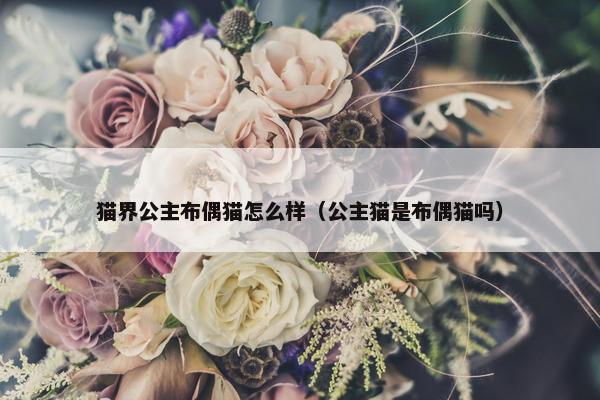 布偶猫 第63页