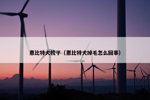 惠比特犬梳子（惠比特犬掉毛怎么回事）