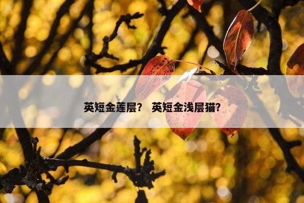 英短金莲层？ 英短金浅层猫？