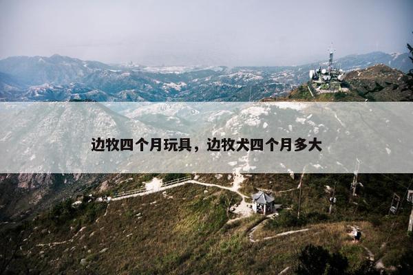 边牧四个月玩具，边牧犬四个月多大