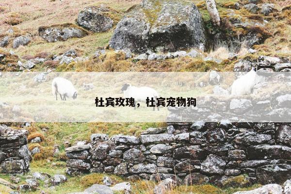 杜宾玫瑰，杜宾宠物狗