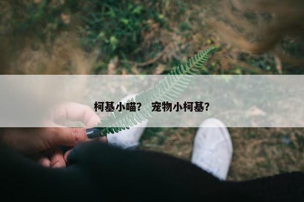 柯基小喵？ 宠物小柯基？