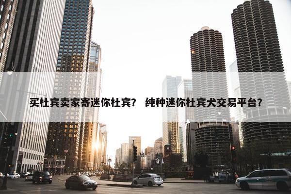 买杜宾卖家寄迷你杜宾？ 纯种迷你杜宾犬交易平台？