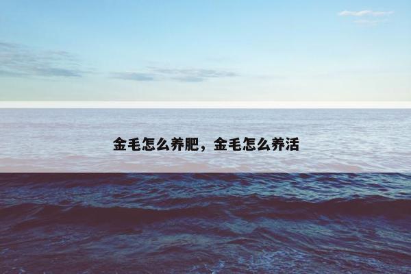 金毛怎么养肥，金毛怎么养活