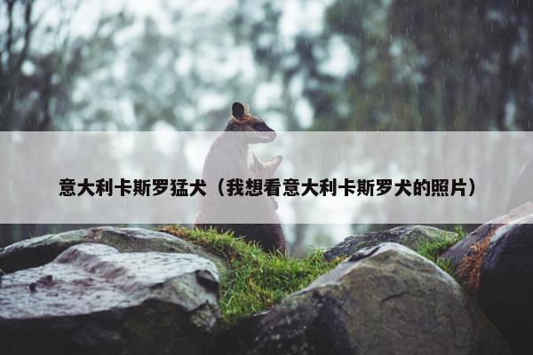 意大利卡斯罗猛犬（我想看意大利卡斯罗犬的照片）