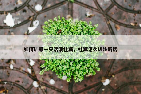 如何驯服一只活泼杜宾,杜宾怎么训练听话