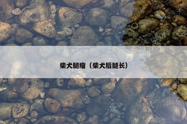 柴犬腿瘤(柴犬后腿长)