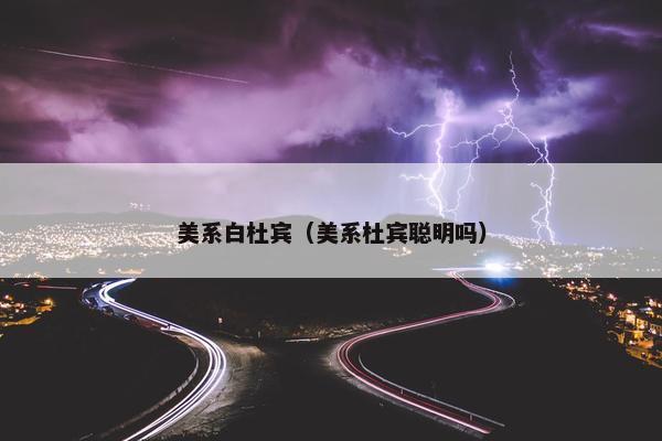 美系白杜宾(美系杜宾聪明吗)