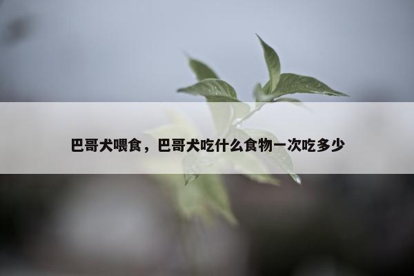 巴哥犬喂食，巴哥犬吃什么食物一次吃多少
