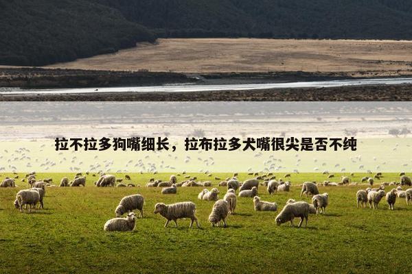 拉不拉多狗嘴细长，拉布拉多犬嘴很尖是否不纯