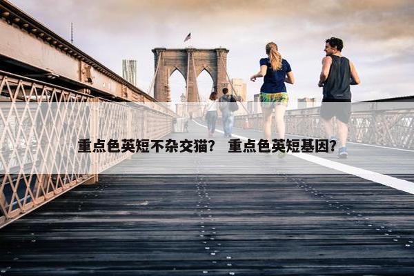 重点色英短不杂交猫？ 重点色英短基因？