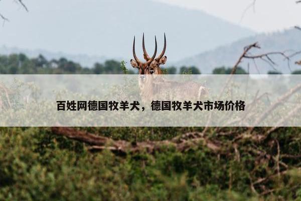 百姓网德国牧羊犬，德国牧羊犬市场价格